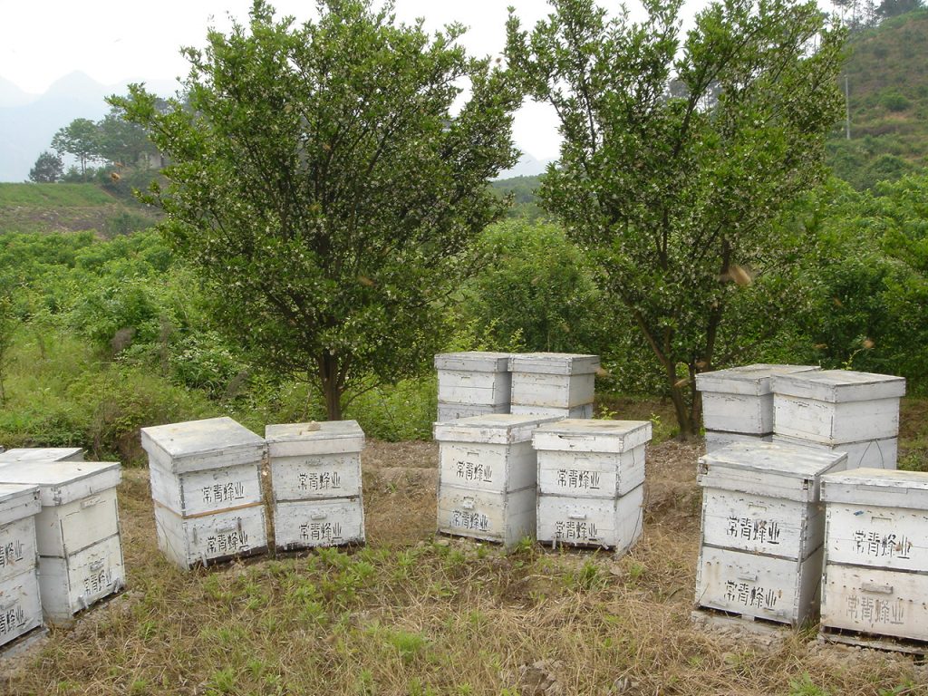 新农家自产蜂场新采油菜花蜂蜜500g结晶蜜1斤波美度高批发代发-阿里巴巴